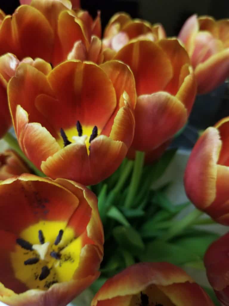Beautiful tulips representing the power of positive thinking to reduce stress and anxiety.