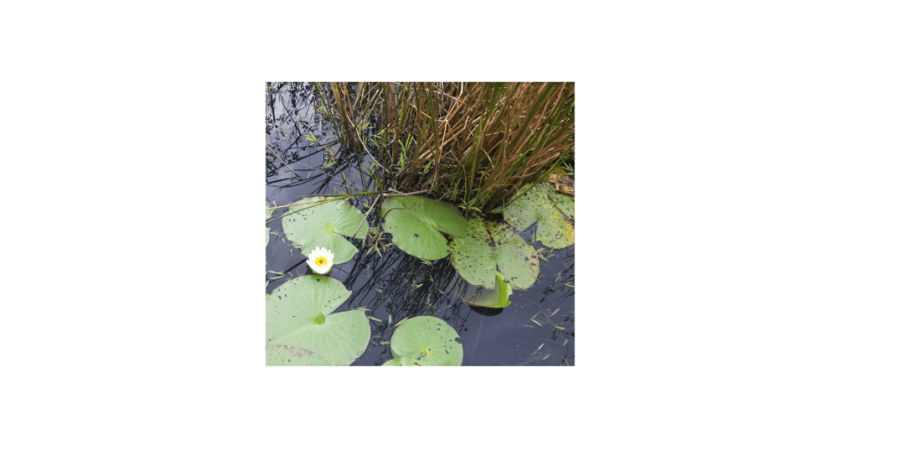 Image of a beautiful flower in a lily pad garden representing uniqueness and ability to be creative with the power of positive thinking.