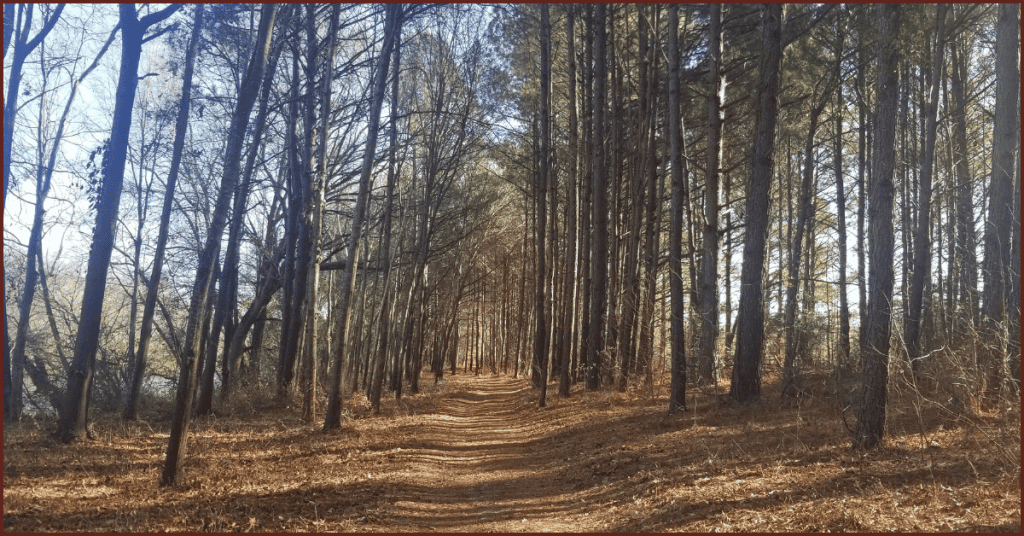 Image of a path in a forest representing our journey to live consciously.